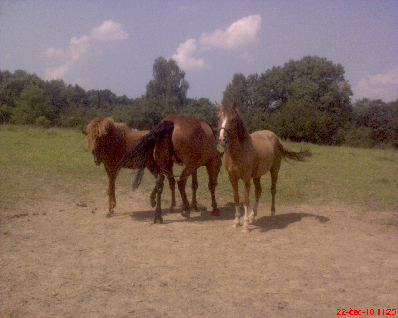 horn 019