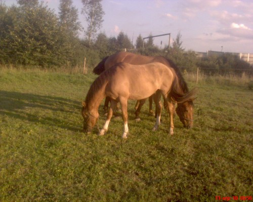 trh-003.jpg